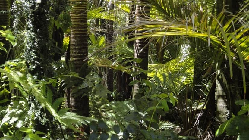 rainforest-78516_640