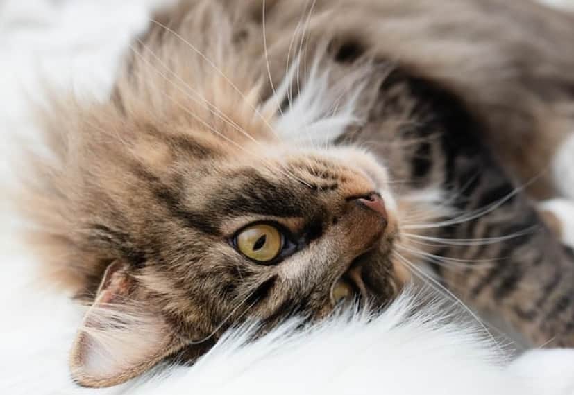 cat-8148120_640