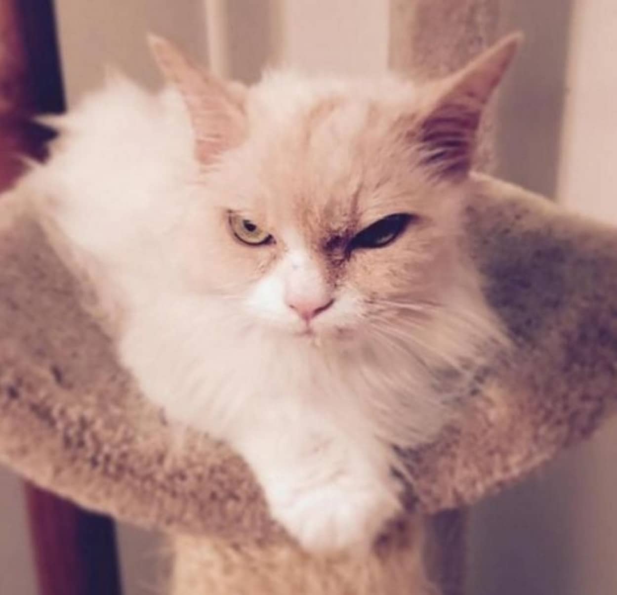 引き取り手がなさそうな猫を 保護施設から譲り受けたその猫は超極悪オコ顔だが 人なつこくって愛情たっぷりの猫だった カラパイア 引き取り手がなさそうな猫を 保護施設から譲り受けたその猫は超極悪オコ顔だが 人なつこくって愛情たっぷりの猫だった カラパイア
