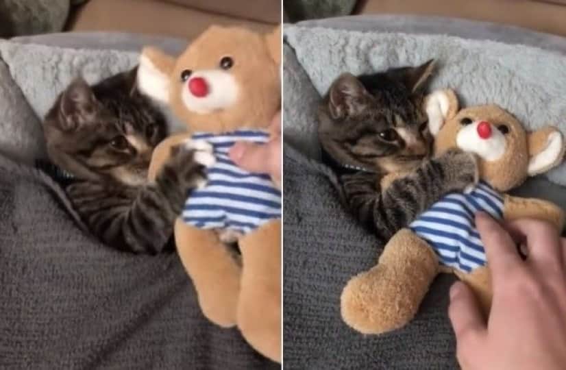 ねぇ あれはどこ あれがないと眠れないの ぬいぐるみを抱っこして眠りにつく子猫 カラパイア