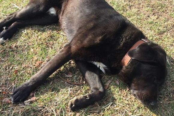 道端に大きな犬が倒れている 警察に通報するも駆け付けてもらえず それにはこんな理由があった スペイン カラパイア 道端に大きな犬が倒れている 警察に通報するも駆け付けてもらえず それにはこんな理由があった スペイン カラパイア