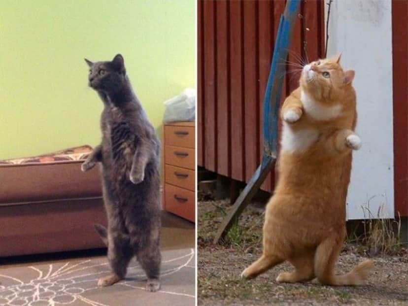 やはり猫の中には宇宙人が という説を裏付ける証拠写真を集めてみた カラパイア やはり猫の中には宇宙人が という説を裏付ける証拠写真を集めてみた カラパイア