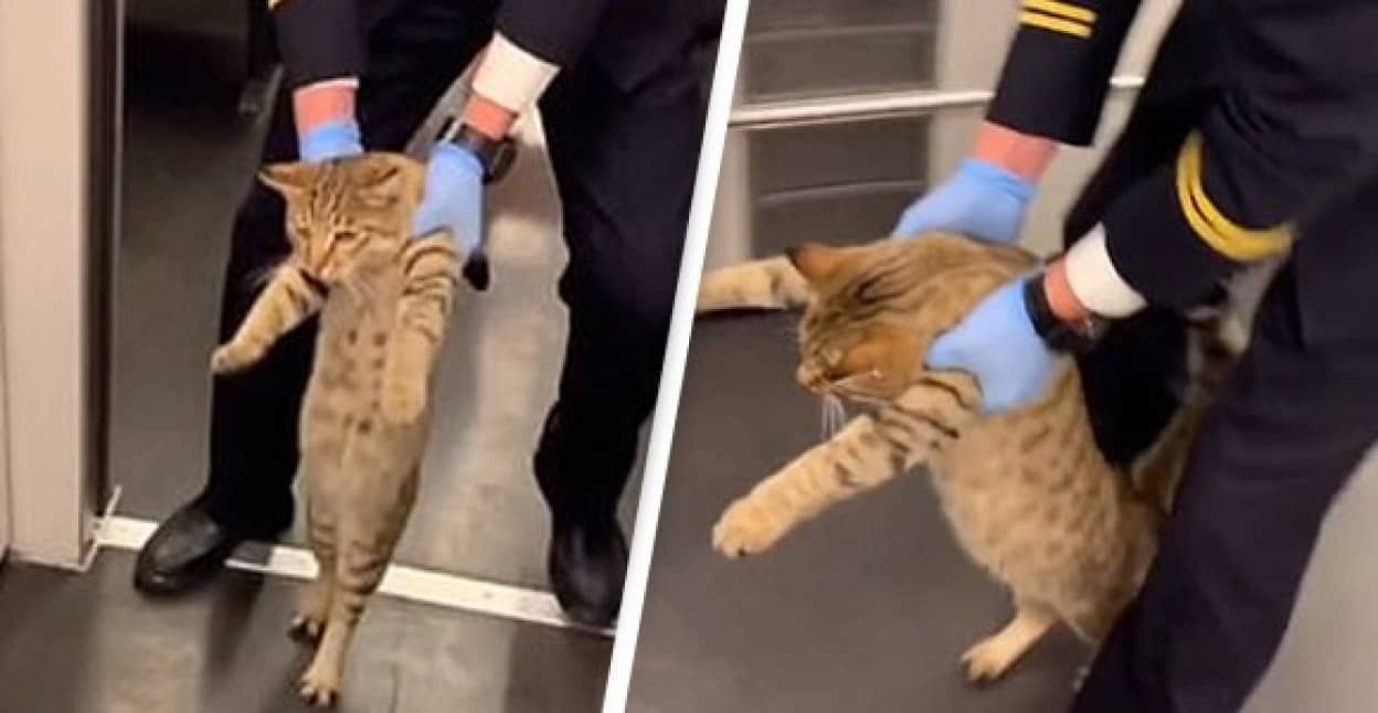 猫、無賃乗車で列車から降ろされる
