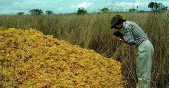 オレンジの皮パワーってすごかった 12 000トンのオレンジの皮が自然に青々とした緑をもたらすまで アメリカ カラパイア