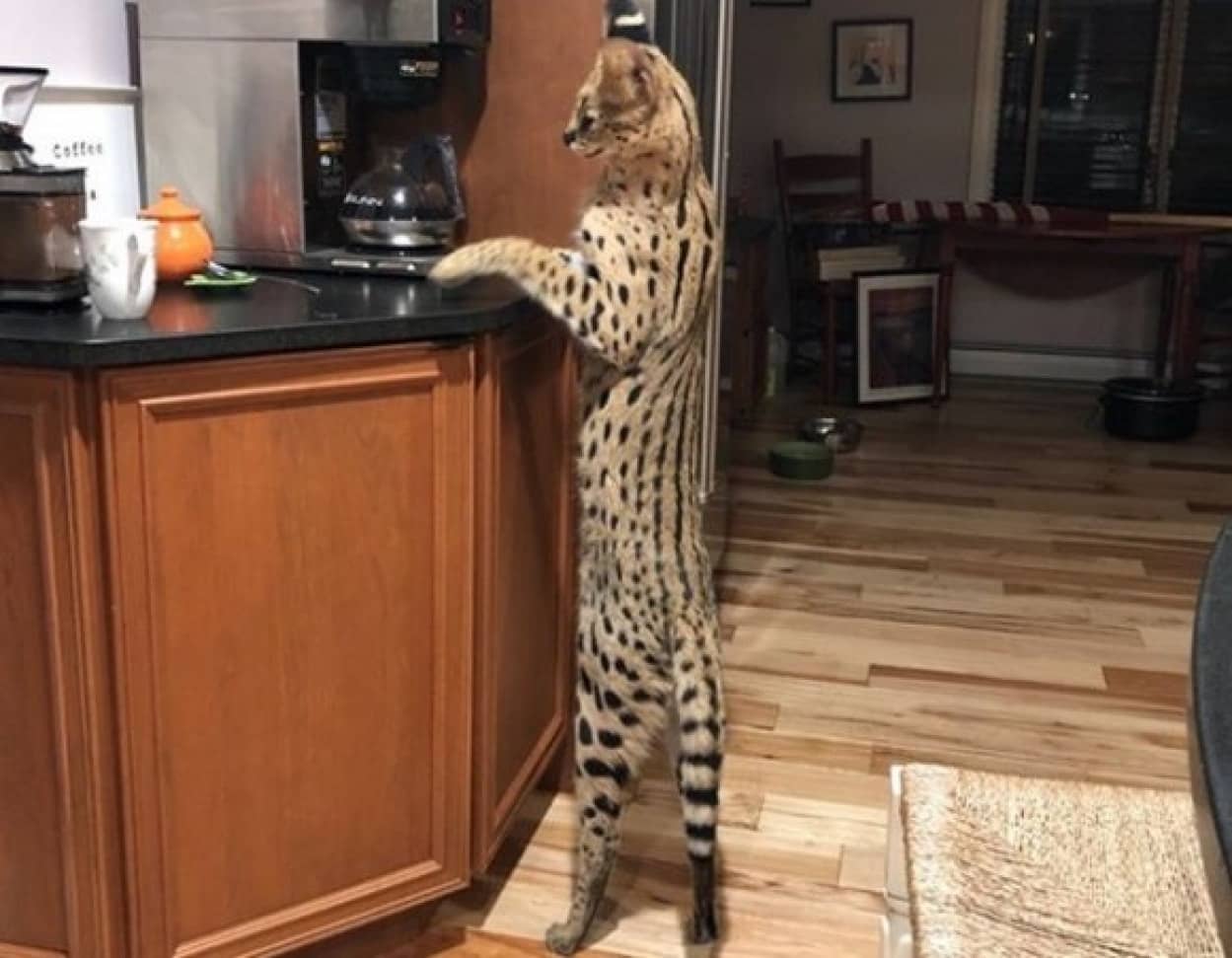 巨大なサーバルキャットの逃走劇