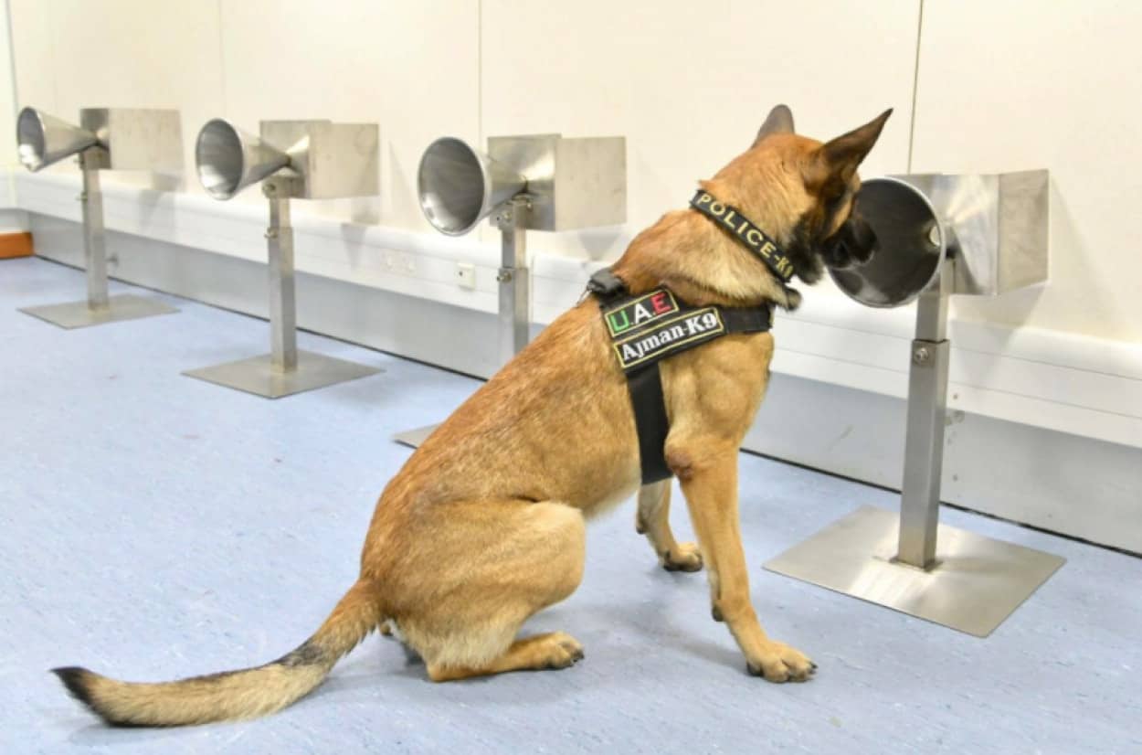 コロナ探知犬がドバイ空港で初の実用化