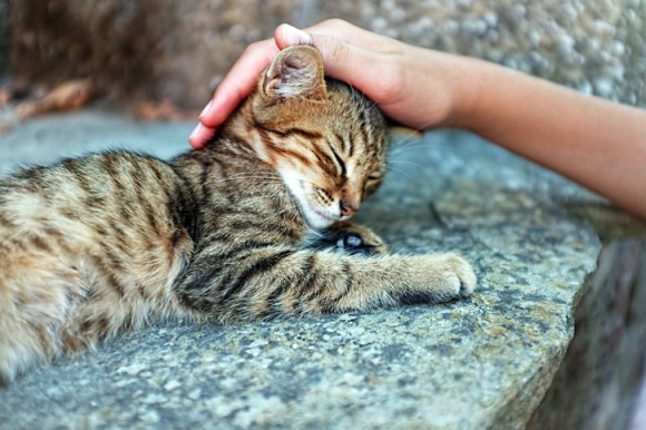 犬や猫が頭をなでられるのが好きな理由 共通の理由もあるが犬と猫で異なる理由も カラパイア