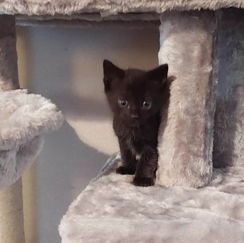 cat_e