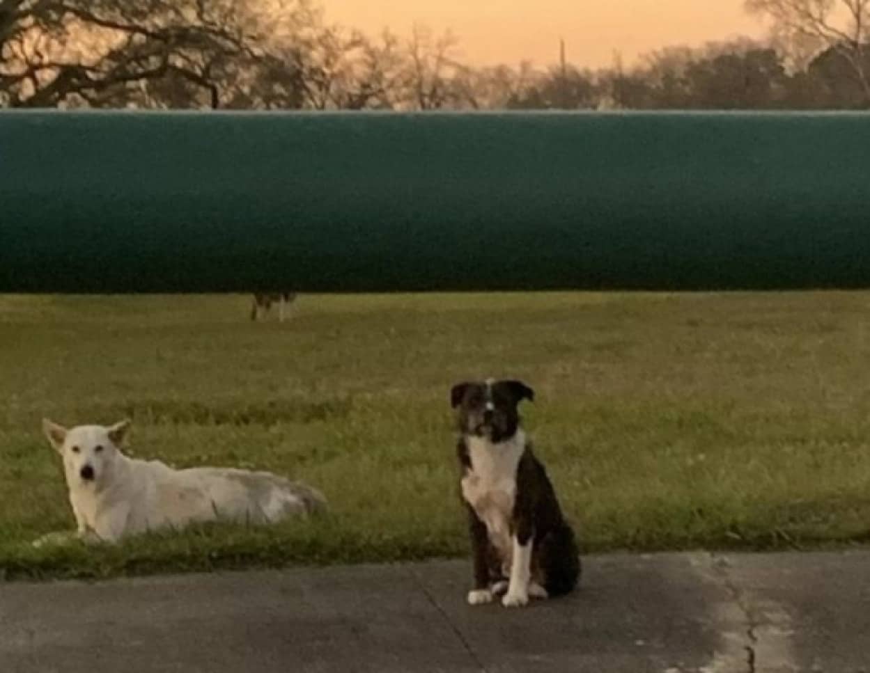 動けない犬のそばを離れない犬