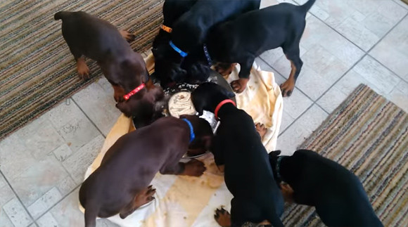 なぜ回る そして反時計まわり 回転しながらご飯を食べる7匹の犬のバター化計画 カラパイア なぜ回る そして反時計まわり 回転しながらご飯を食べる7匹の犬のバター化計画 カラパイア