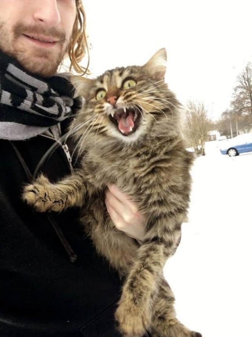 funny-animals-first-snow-cats-dogs18_e