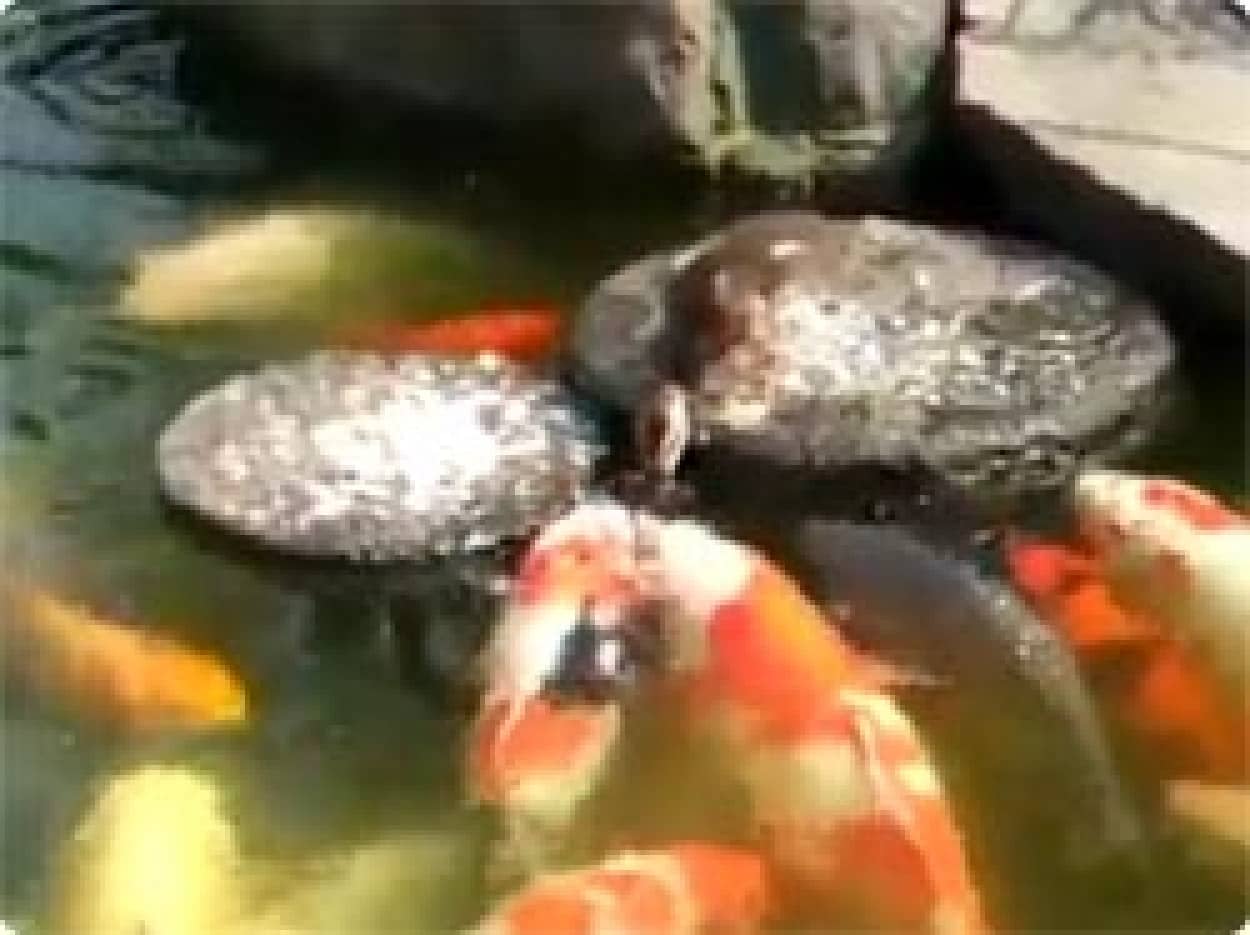 動画 コイ 鯉 にせっせと餌をやりつづける子ガモ カラパイア 動画 コイ 鯉 にせっせと餌をやりつづける子ガモ カラパイア