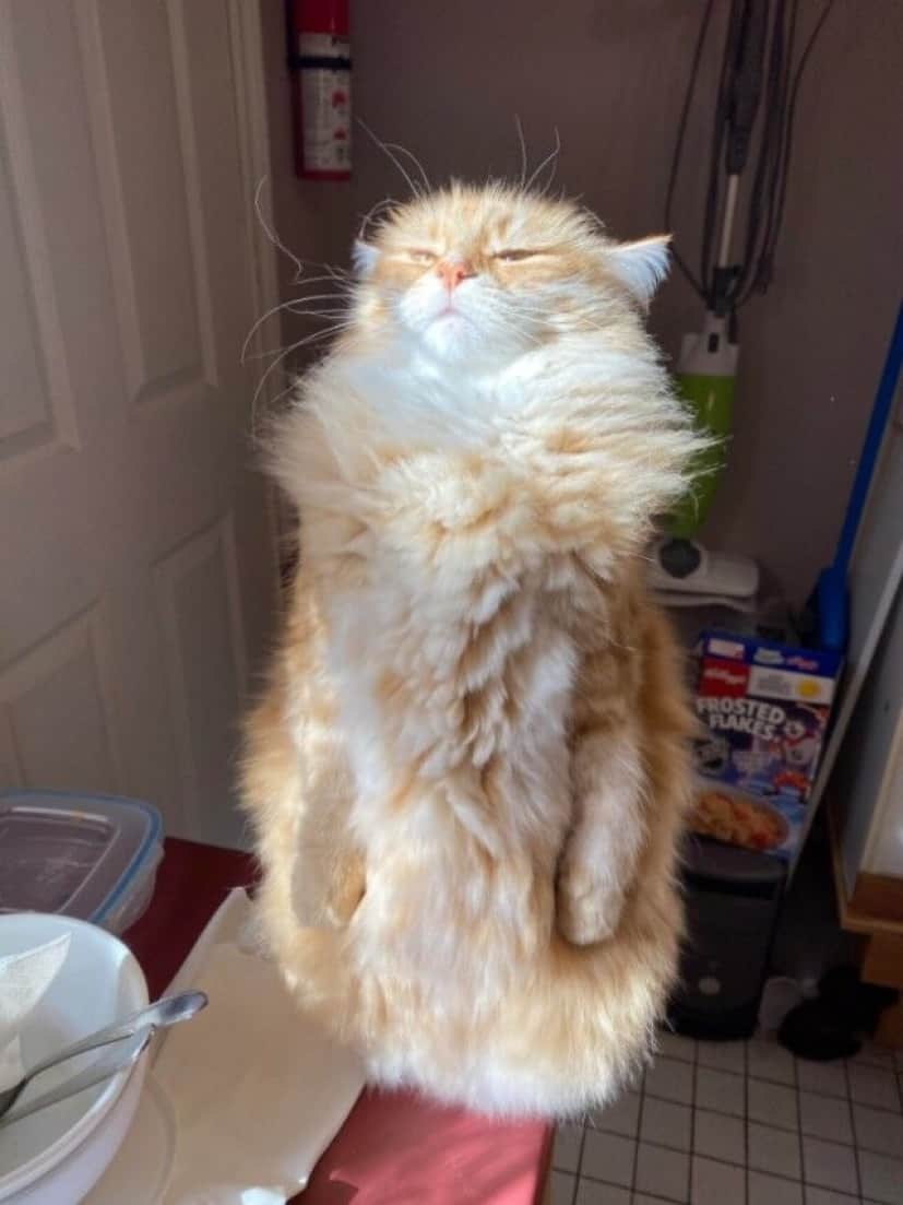 二本足で立つ猫ズ 思わず素が出ちゃったニャ と開き直る彼らのペンギン化傾向を激写してみた カラパイア