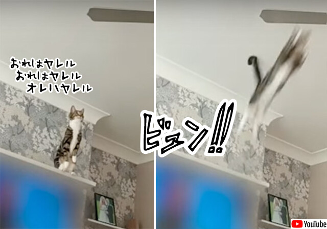 猫界のSASUKE会場はこちら。回転するシーリングファンに飛び乗る競技です