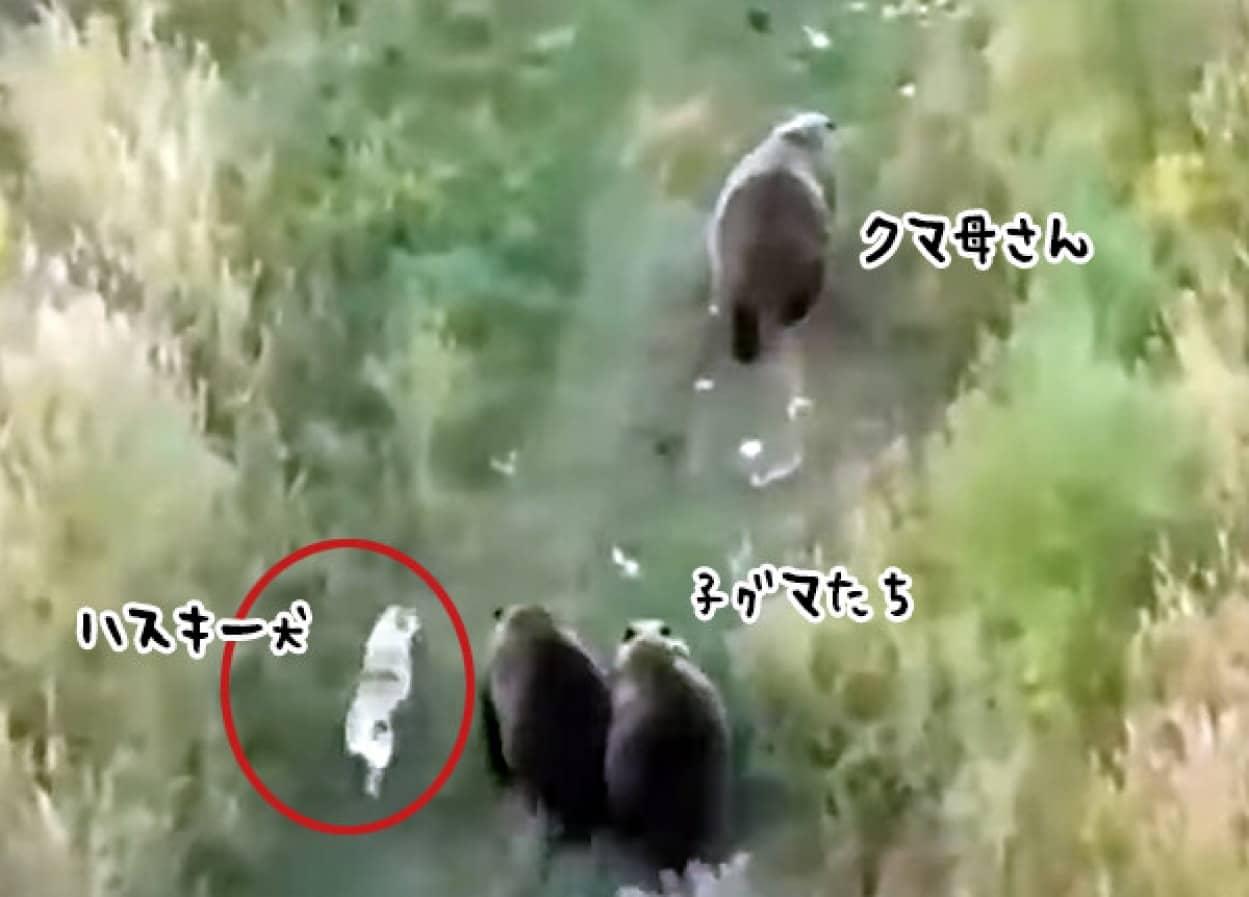 行方不明だったハスキー犬、クマと行動を共にしていた"no