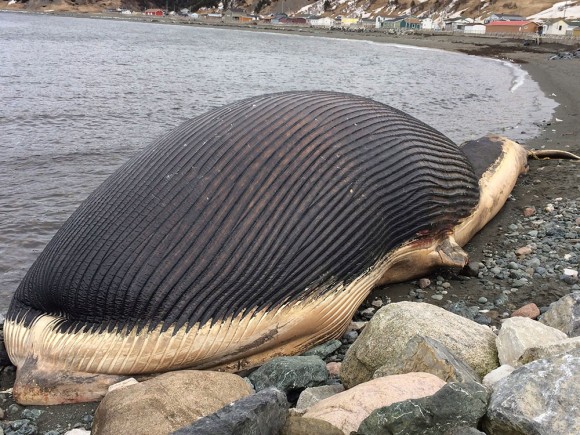 どでかっ 世界一大きい心臓を持つシロナガスクジラの心臓保存計画 カナダ カラパイア
