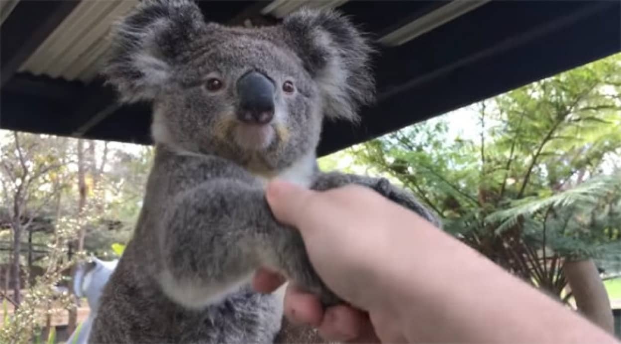 コアラにトカゲにウォンバット オーストラリアに住む動物たちと片っ端から握手 カラパイア