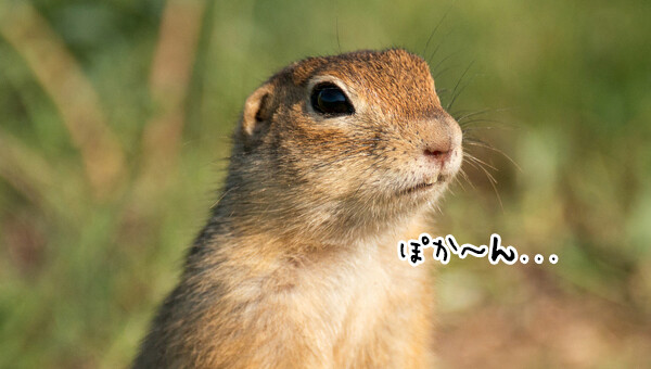 あうちっ！リスがおいしそうにタンポポを食べているところを撮影していたらまさかの刺客