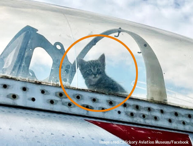 母猫が展示飛行機の中で子猫をこっそり出産。コックピットから顔を出す子猫がパイロット風