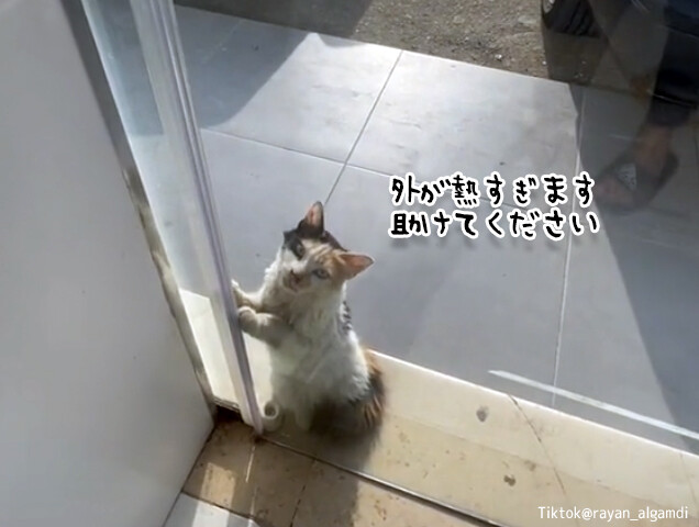 外が暑くて助けを求める猫