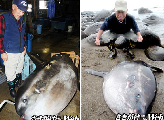 秋田にマンボウが漂着 そしてまた漂着 さらに次はあるのか カラパイア