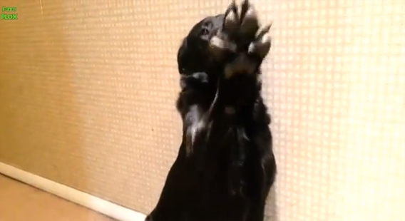 これをやったのは誰 飼い主に問い詰められる犬のおちゃめな行動総集編 13年版 カラパイア これをやったのは誰 飼い主に問い詰められる犬のおちゃめな行動総集編 13年版 カラパイア