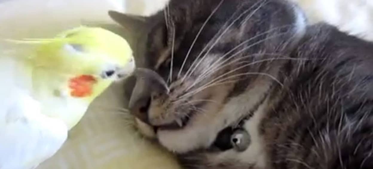 オカメインコの一日は猫のヒゲの手入れをすることからはじまる