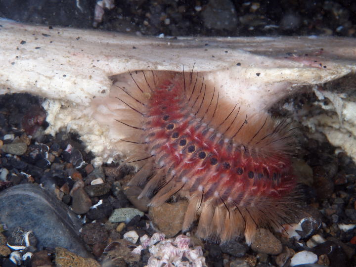 無数の毒針から出る毒が大量注入 海の危険生物 ウミケムシ カラパイア