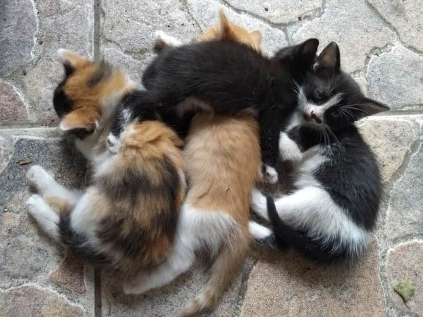 4