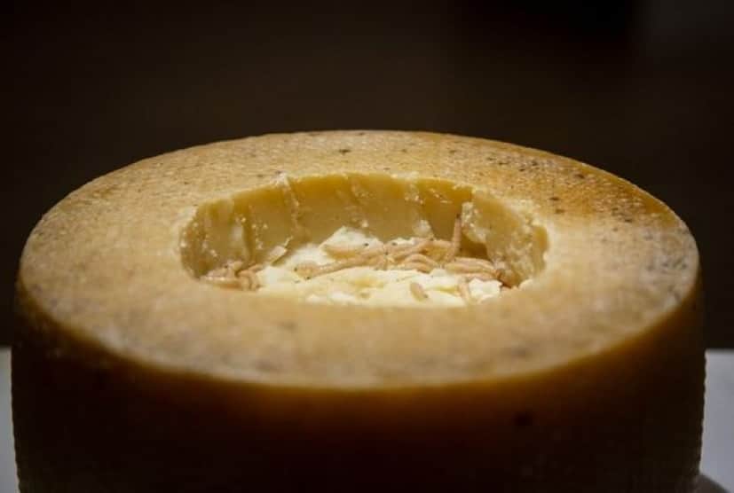 casu-marzu