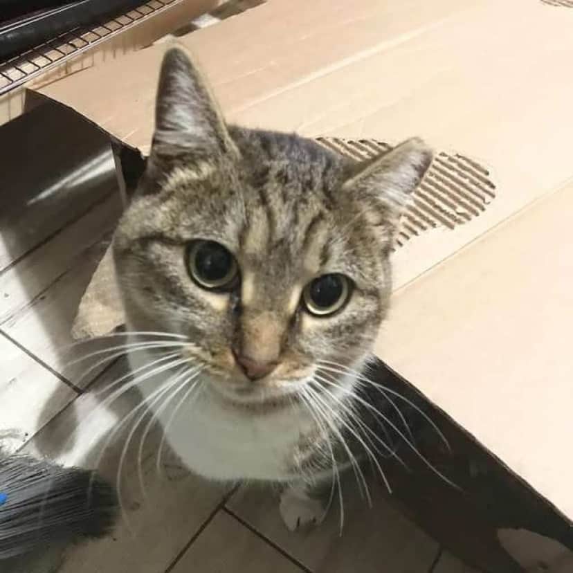 cat-4 (1)