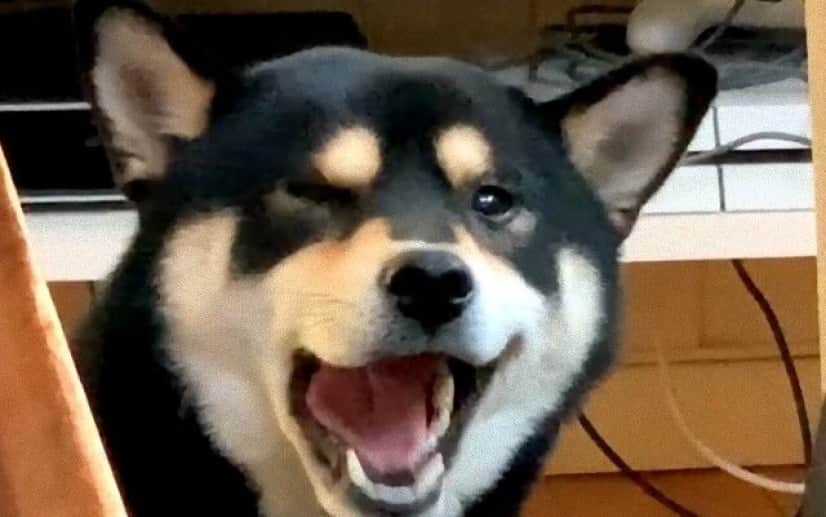 柴犬の困惑 くしゃみが出そうででない柴犬 むずむずが止まらない カラパイア 柴犬の困惑 くしゃみが出そうででない柴犬 むずむずが止まらない カラパイア
