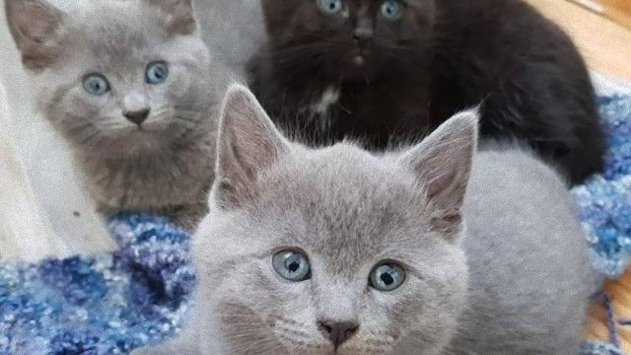 赤ちゃん猫から子猫へ 猫の10週間はとても早く 大切なものがたくさん詰まっていた カラパイア