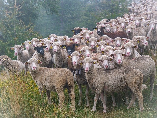 sheep-7286385_640