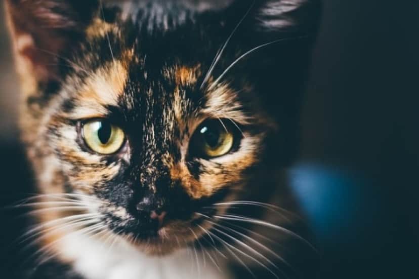 cat-3483146_640_e