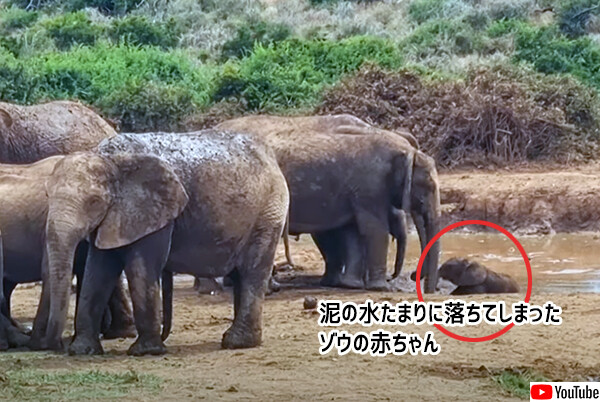 泥沼に落ちてしまった象の赤ちゃんを群れ全員が団結して救い出すやさしい世界