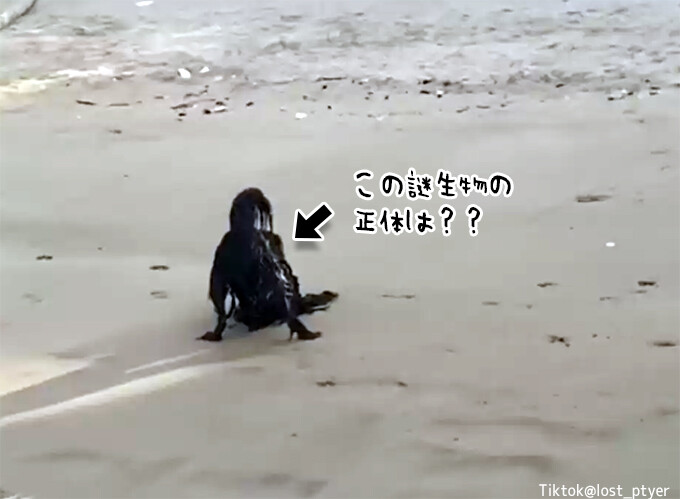 打ち上げられた謎生物？いいえ元気です。海岸で目撃された奇妙な物体の正体は？