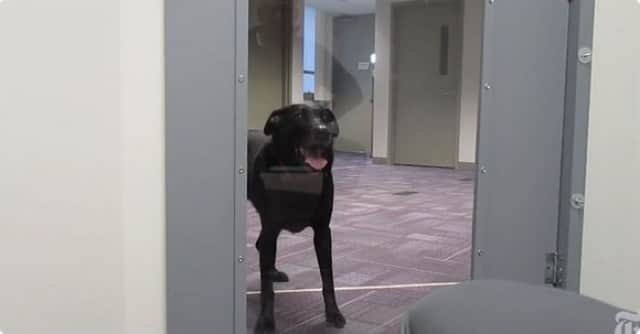 飼い主が窮地に陥っているとき 飼い犬は助けてくれるのだろうか 真剣に行われた科学実験 米研究 カラパイア 飼い主が窮地に陥っているとき 飼い犬は助けてくれるのだろうか 真剣に行われた科学実験 米研究 カラパイア
