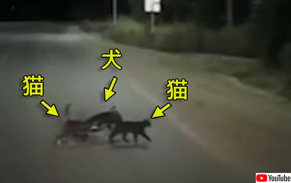 負傷した犬をいたわる2匹の猫