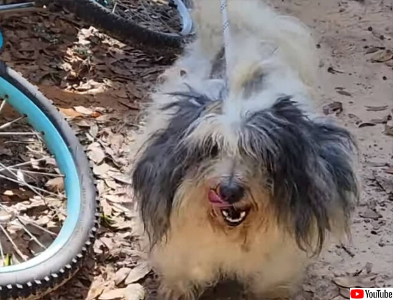 変わり果てた姿となった犬が2年ぶりに飼い主と再会