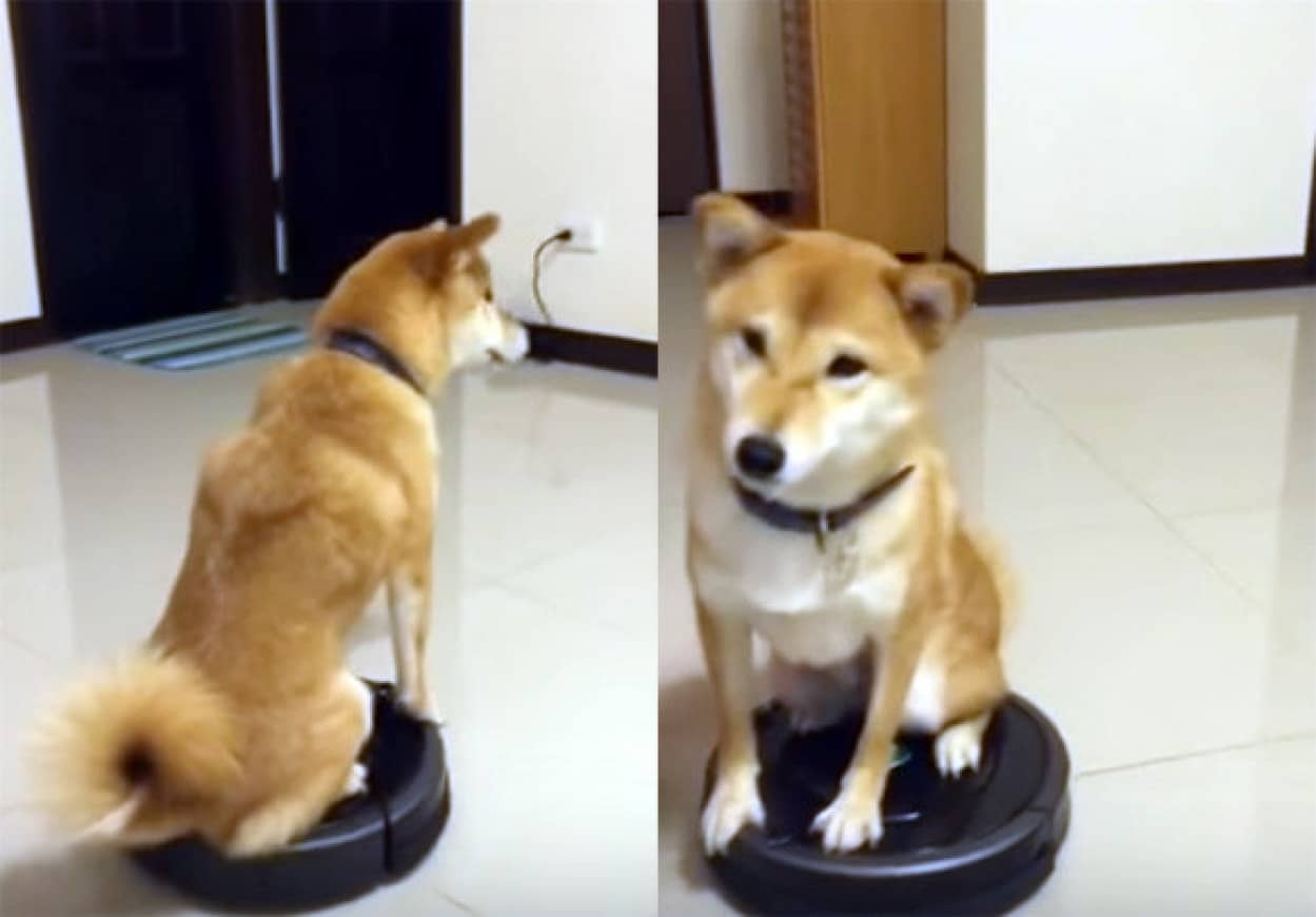 柴犬だってお掃除ロボットに乗れるしターンも決めるし退場もする カラパイア