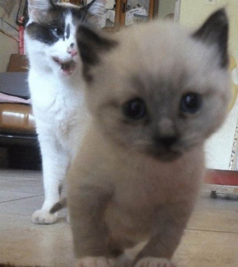 photobomb8_e
