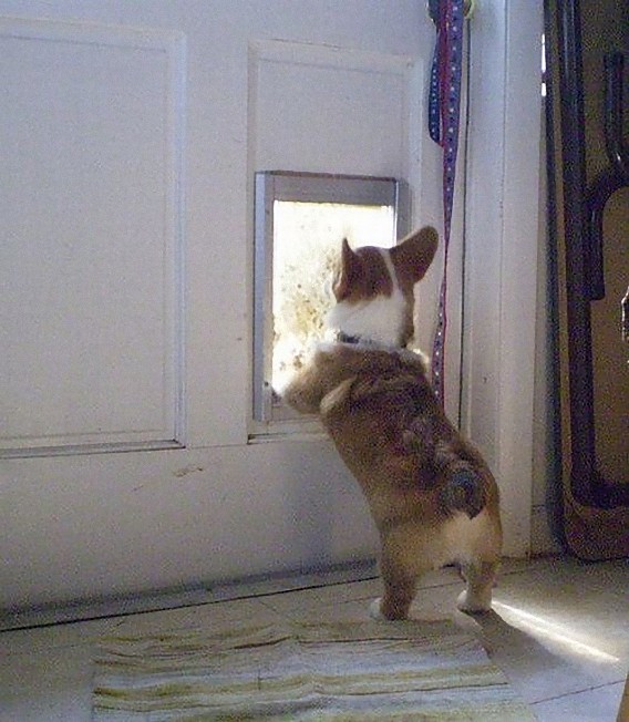 photos_of_corgi_butts_18_e