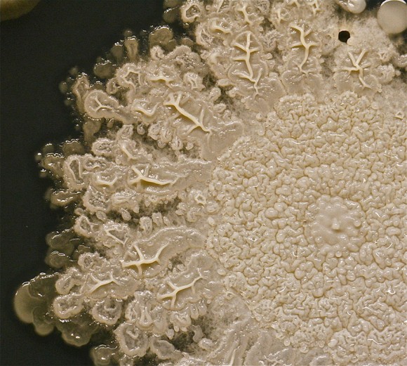 外遊びから帰ってきた息子の手をペトリ皿に押し付けた微生物手形 閲覧注意 カラパイア
