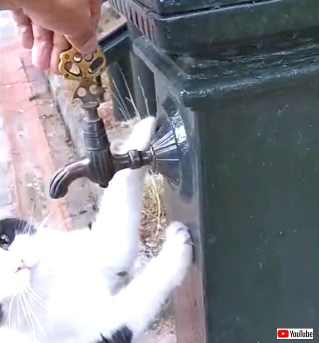 猫氏 おねがい 蛇口を回してくれニャい と 猫に優しい街イスタンブールで当然のようにおねだりする カラパイア 猫氏 おねがい 蛇口を回してくれニャい と 猫に優しい街イスタンブールで当然のようにおねだりする カラパイア
