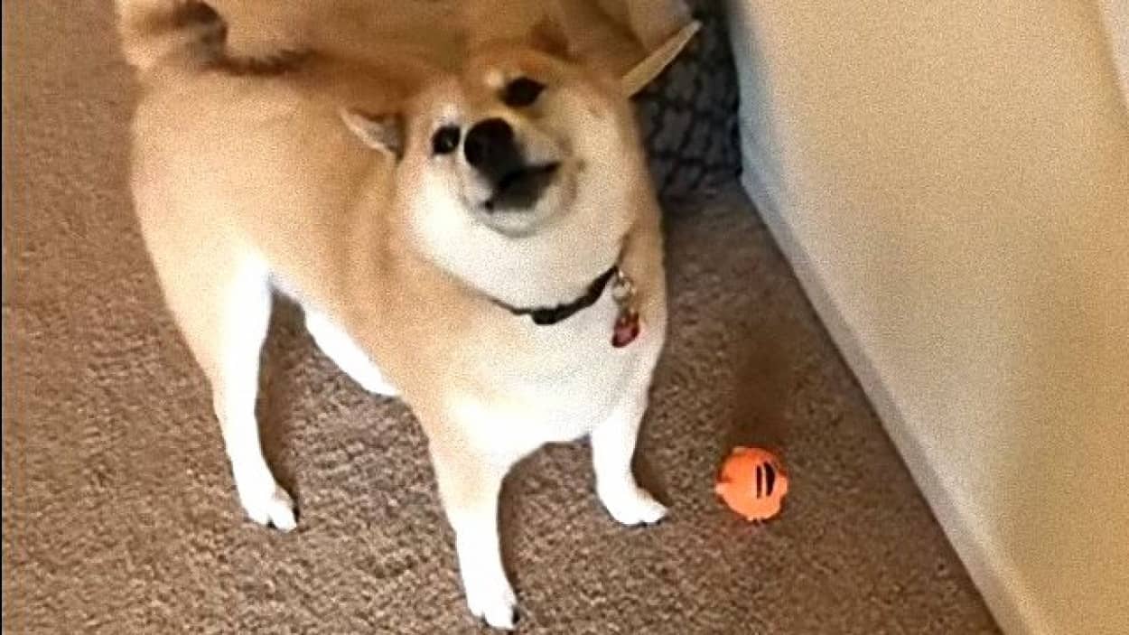shiba4_e