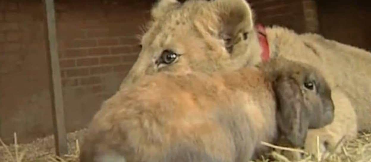 エサじゃないよ ウサギと犬と仲良く遊ぶライオンの子ども スコットランド カラパイア エサじゃないよ ウサギと犬と仲良く遊ぶライオンの子ども スコットランド カラパイア