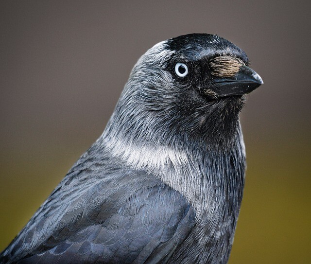 jackdaw-6270211_640