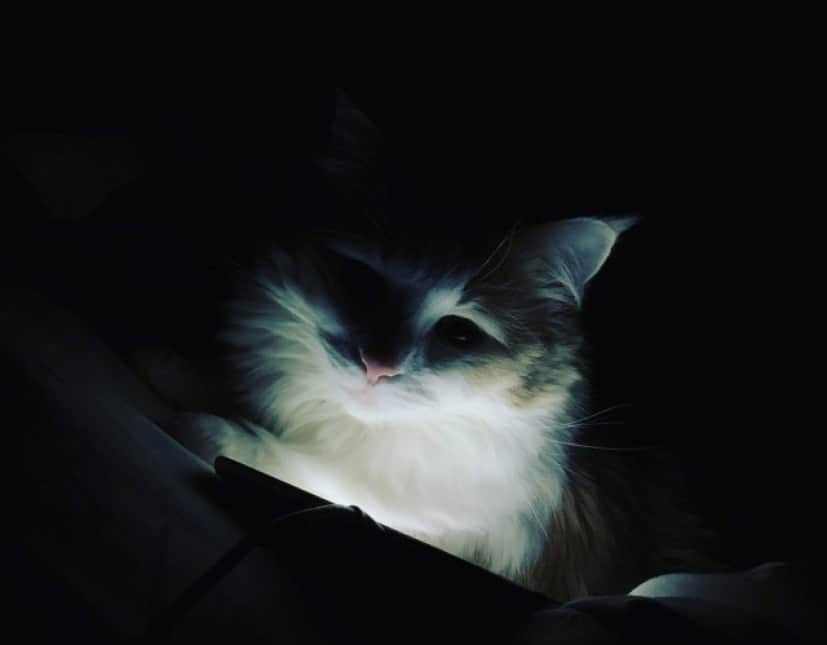 ネット上のデータベースが削除され 猫の鳴き声に書き換えられる謎の ニャー攻撃 が多発 被害総数は4000件以上 カラパイア