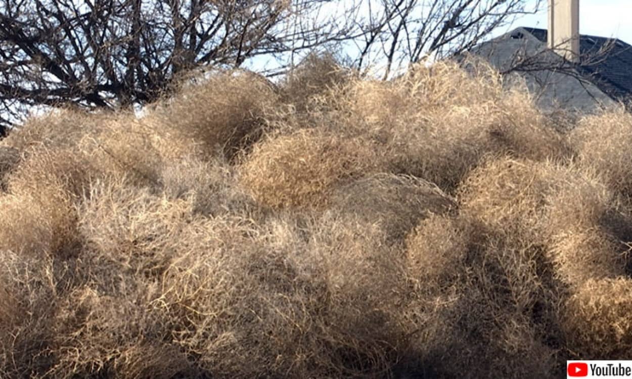 タンブルウィードが家々を襲う